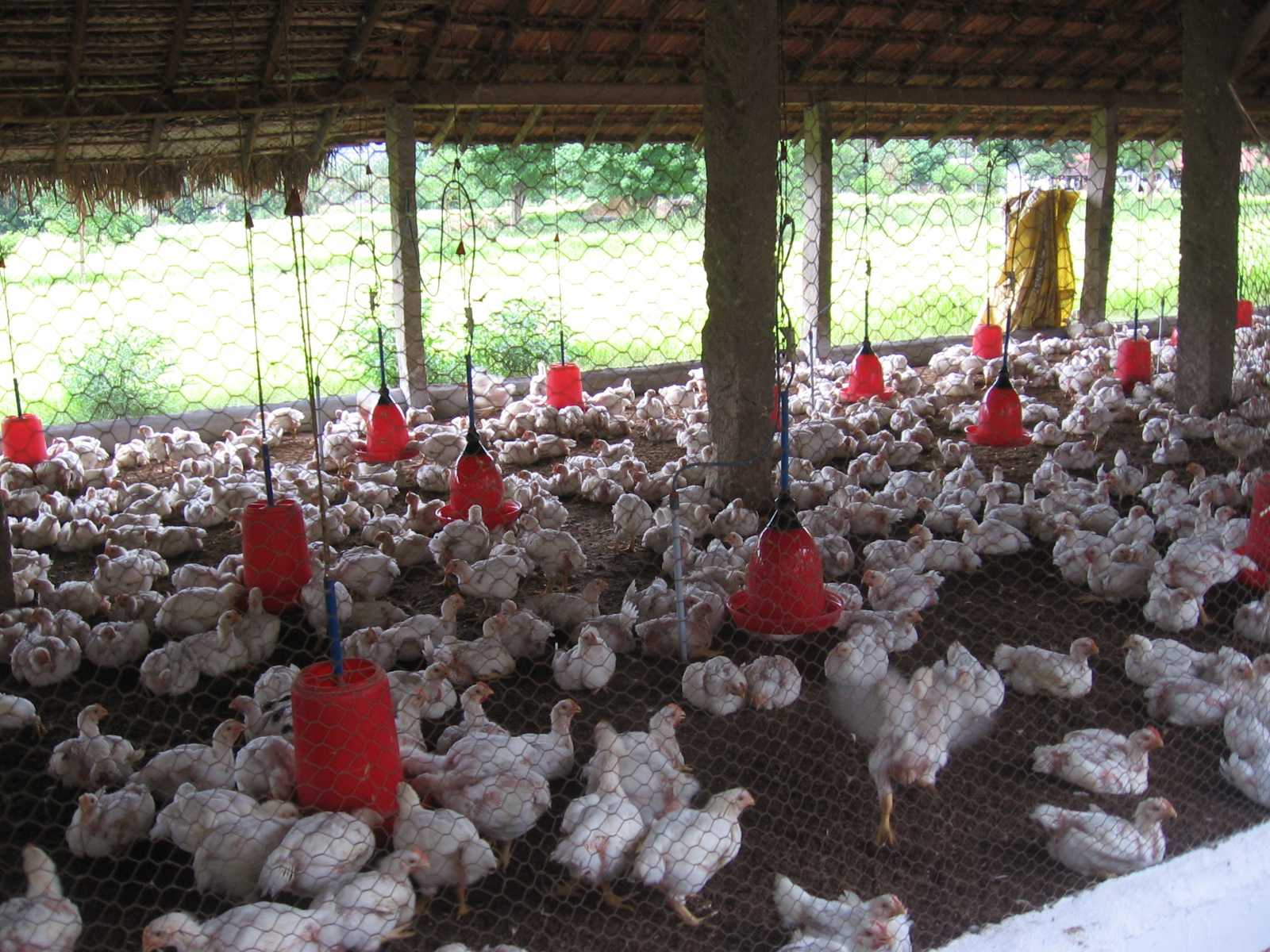 ayam1