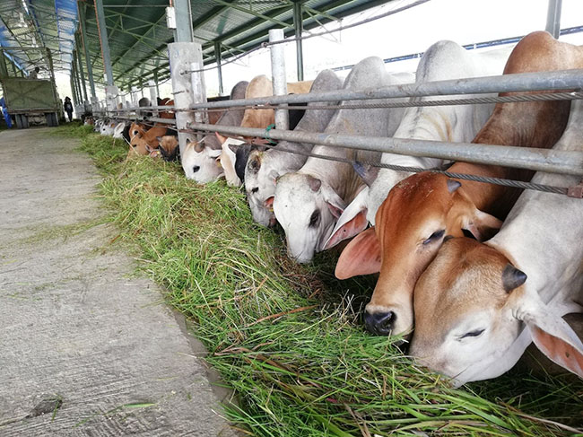 lembu2
