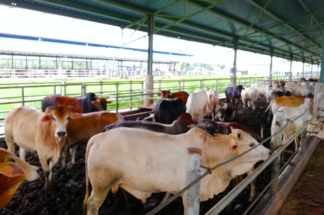 lembu3